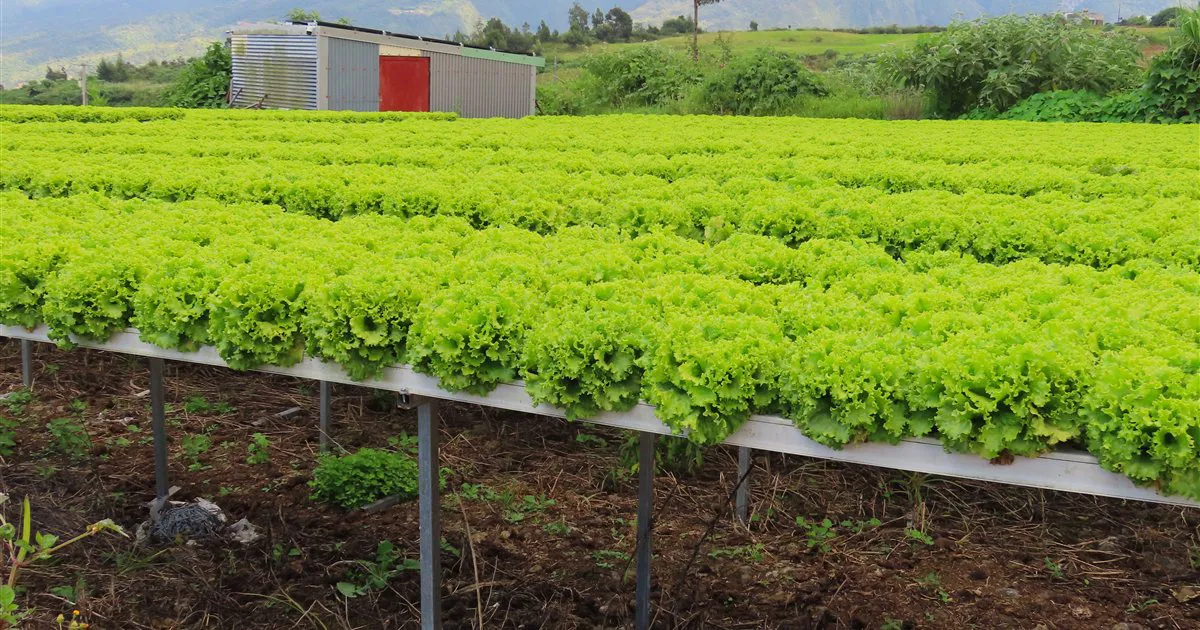 Luống xà lách thủy canh trồng trên máng dinh dưỡng ngoài trời ở Plaine des Cafres, đảo Réunion