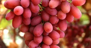 Chùm nho đỏ Crimson Seedless chín trên giàn