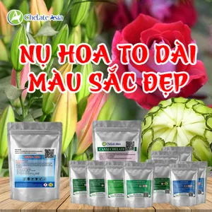 Bộ nguyên liệu Combo nụ hoa to dài gồm Ca-EDTA, Solubor, chelate vi lượng, Axit Fulvic, Triacontanol và DA-6