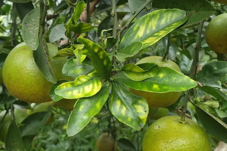 Cam bị vàng lá