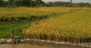 Ruộng lúa chín vàng bên bờ kênh ở Cần Thơ, Đồng bằng sông Cửu Long