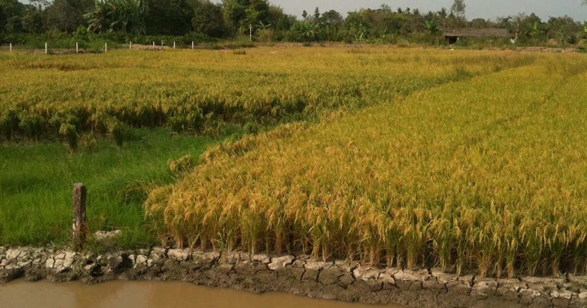 Ruộng lúa chín vàng bên bờ kênh ở Cần Thơ, Đồng bằng sông Cửu Long