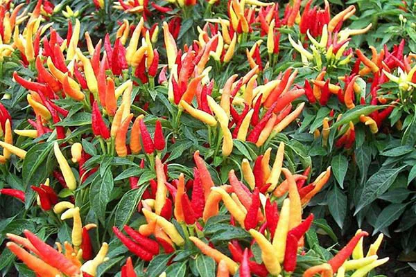 Để tăng sản lượng cây ớt cần sư sử dụng các chất điều hòa sinh trưởng một cách khoa học