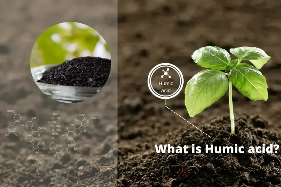 Humic nâng cao đề kháng