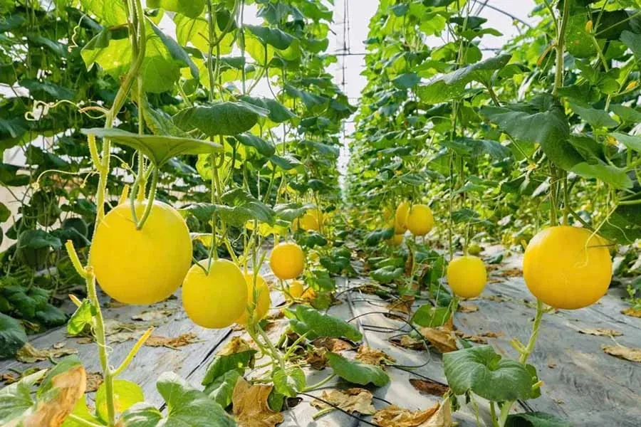Trái cây bị méo do bón phân
