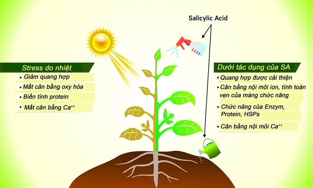Lợi ích của Salicylic Acid và những lưu ý cần biết khi phối hợp với các chất điều hòa sinh trưởng khác