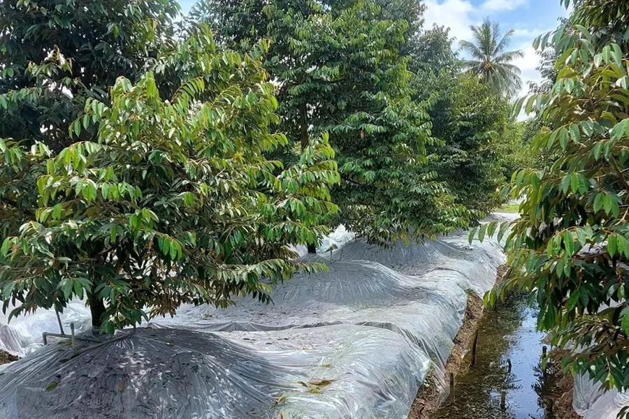 Đậy mủ (đậy bạt) lúc làm bông sầu riêng