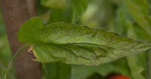 Lá cây bị cháy, lấm tấm đốm do phun thuốc, phun phân bón lá
