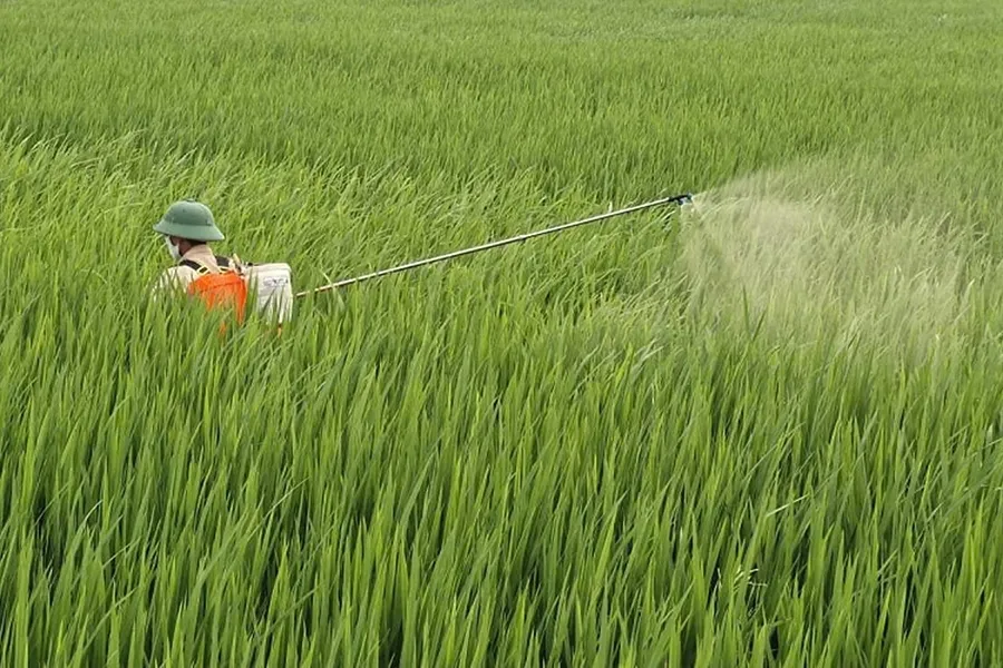 Atonic kết hợp thuốc sâu
