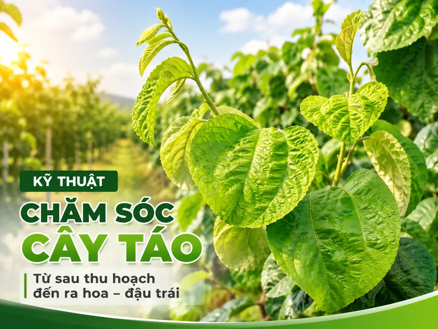 Chăm sóc cây táo