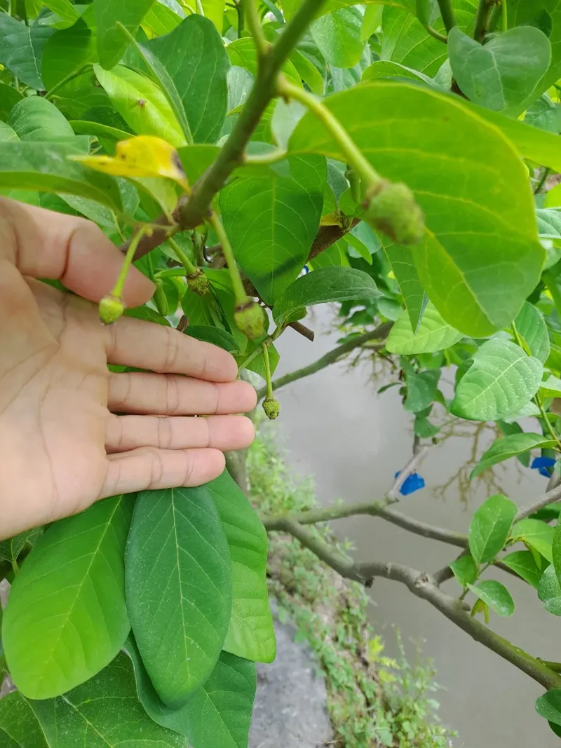 Hình ảnh cây na thái có sử dụng các sản phẩm của Chelate Asia