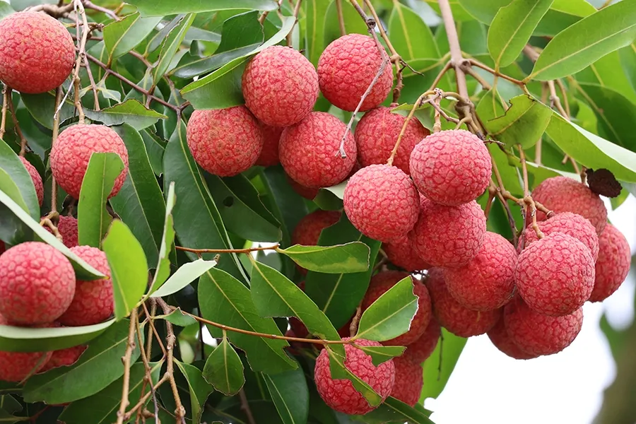 Brassinolide và GA4-7 cho cây vải