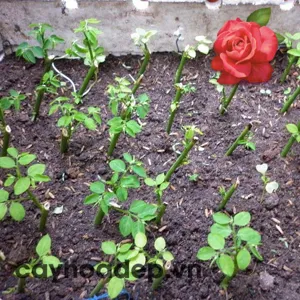 Auxin Alpha Na-NAA 98% tan trong nước (Chất kích thích ra rễ)