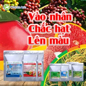 Bộ nguyên liệu Combo dưỡng trái vào nhân chắc hạt gồm Brassinolide, DA-6, Ca-EDTA, Solubor và Axit Fulvic