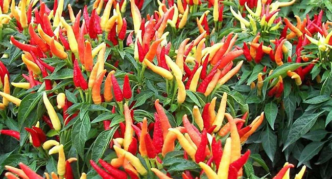 Để ớt đạt năng suất cao, ít nhiễm bệnh nên sử dụng Atonic đậm đặc 