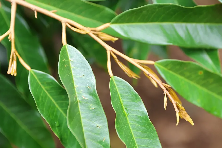Kích cơi đọt đồng loạt