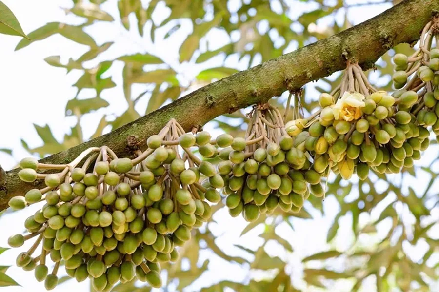 Kéo hoa bằng GA3