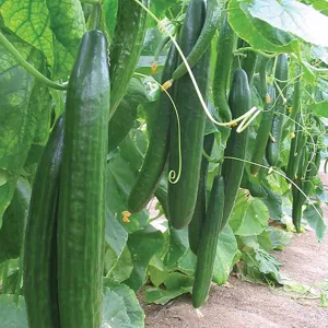 Chlormequat clorua, Cycocel CCC  98% (Ức chế sinh trưởng, tạo dáng hoàn hảo)