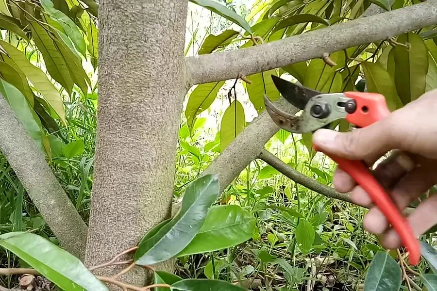 Cắt tỉa tán cho sầu riêng