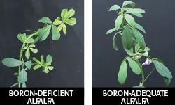 Sự phát triển của cây hướng dương với nguồn cung cấp boron đủ và thiếu trong điều kiện ánh sáng yếu và cao.