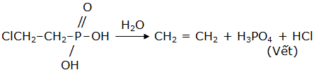 Phản ứng giải phóng ethylene từ ethephon