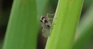 Rầy nâu nhỏ (Laodelphax striatellus) trưởng thành đậu trên lá cây họ lúa
