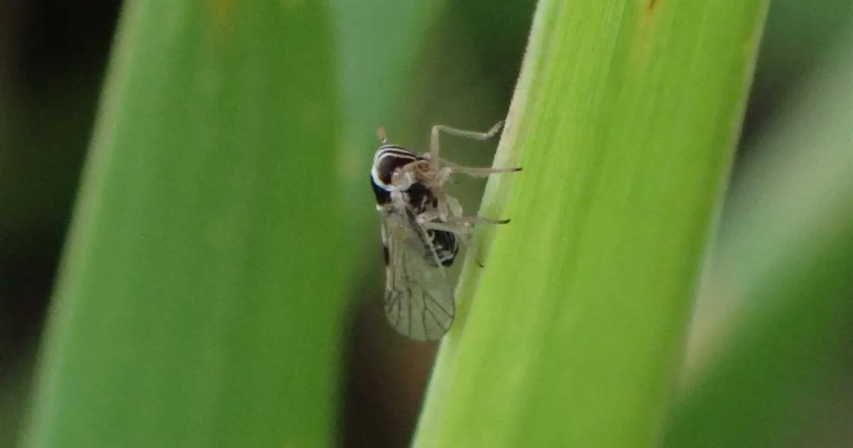 Rầy nâu nhỏ (Laodelphax striatellus) trưởng thành đậu trên lá cây họ lúa