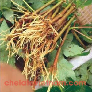 Auxin IBA (Indole-3-butyric acid) Kích thích ra rễ