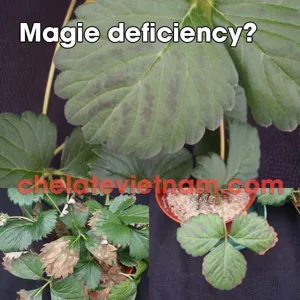 Magie Chelate (Mg-EDTA-6) tan hoàn toàn trong nước