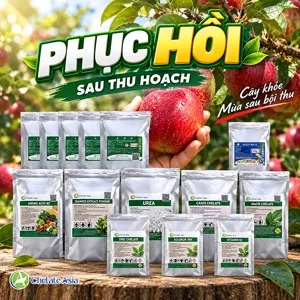 Bộ nguyên liệu Combo hồi phục toàn diện gồm IBA-K, Amino Acid, bột rong biển và chelate Ca, Mg, Zn, Bo