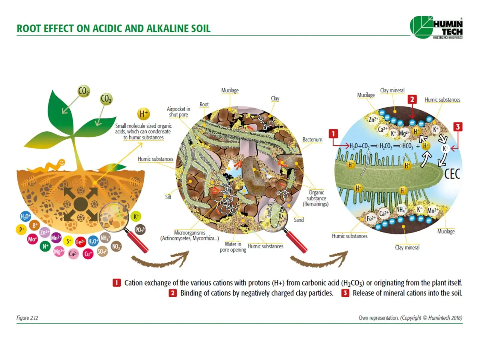 Axit humic tối ưu môi trường đất cho rễ phát triển: hấp thu dinh dưỡng, thoáng khí, giữ nước, tăng CEC và hình thành phức hệ đất sét – mùn