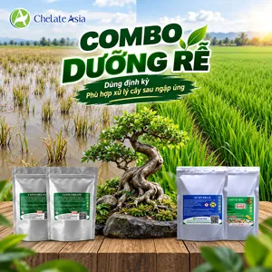 Bộ nguyên liệu Combo Dưỡng Rễ gồm Auxin K-IAA 98%, Canxi Chelate Ca-EDTA và Vitamin B1