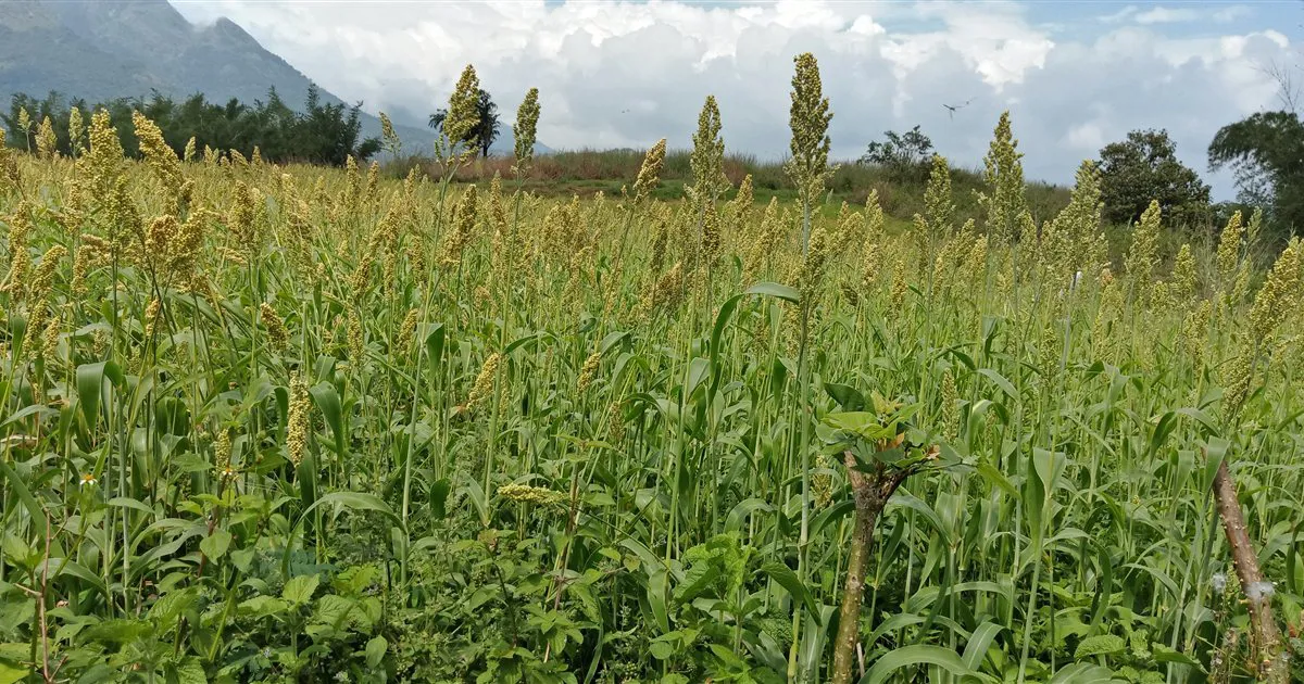 Ruộng cao lương (jowar) đang trổ bông ở Ấn Độ