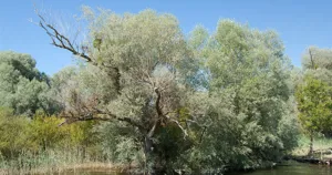 Cây liễu trắng (Salix alba) bên hồ Constance, nguồn gốc của tên gọi axit salicylic