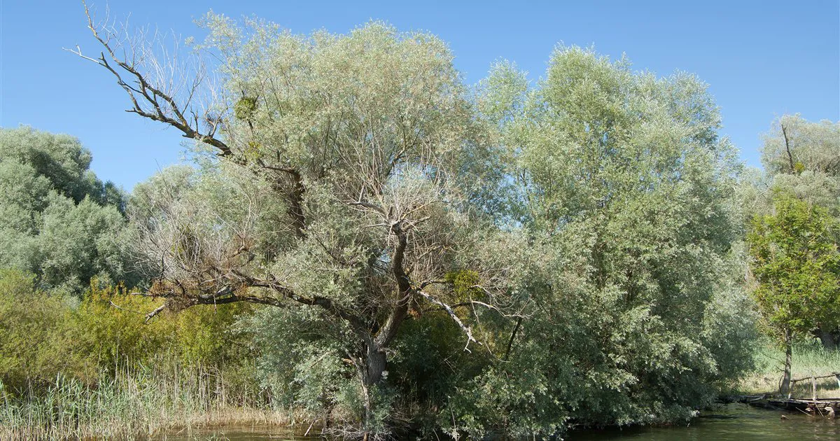 Cây liễu trắng (Salix alba) bên hồ Constance, nguồn gốc của tên gọi axit salicylic