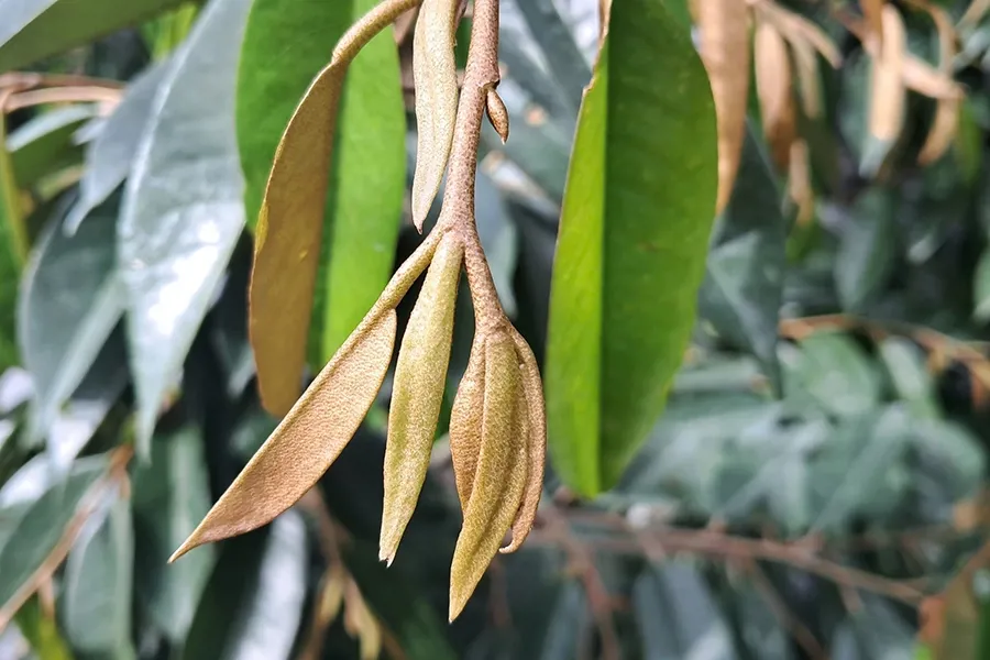 Quản lý đọt sầu riêng
