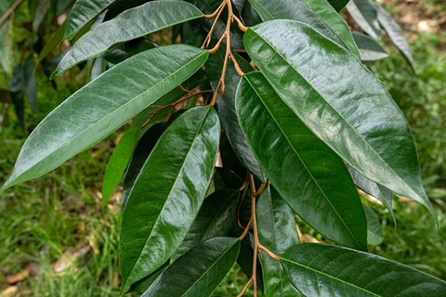Làm già lá và điều chỉnh cơi đọt