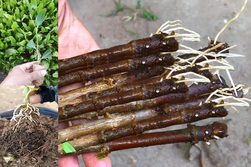 Sai lầm khi kích rễ cành giâm
