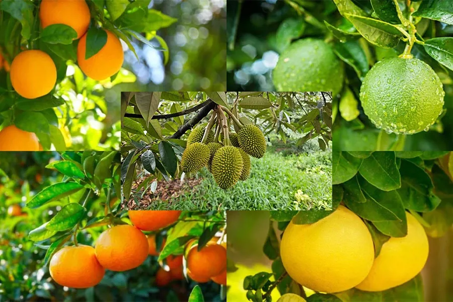 Cây sầu tiêng - cây có múi