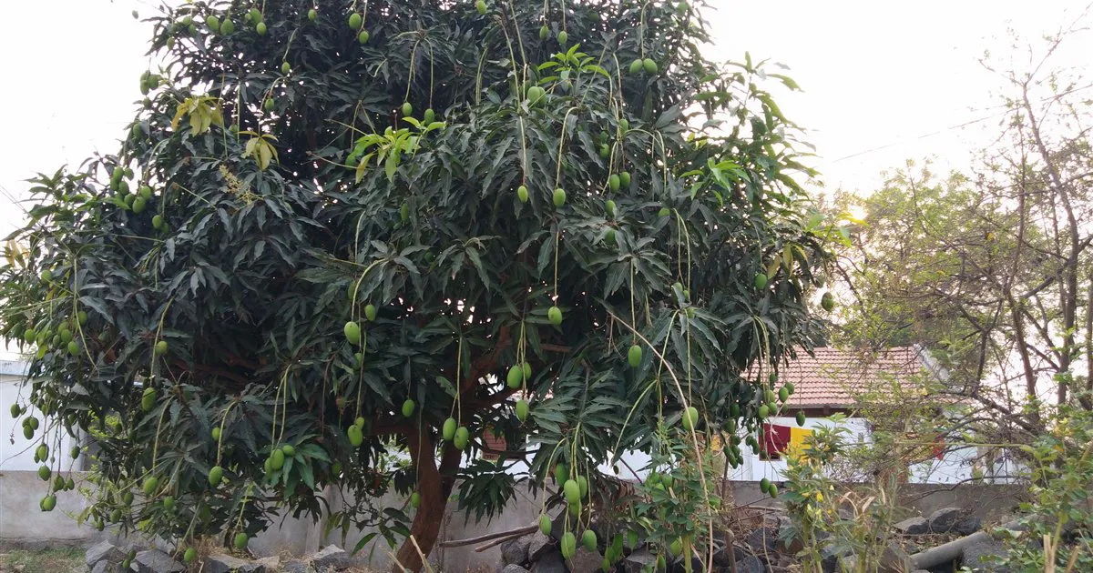 Cây xoài sai trái, nhiều chùm trái xanh lủng lẳng trên cành gần đến lúc thu hoạch