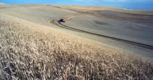 Máy gặt đập liên hợp thu hoạch lúa mì trên cánh đồng vàng ở vùng Palouse, bang Idaho, Mỹ