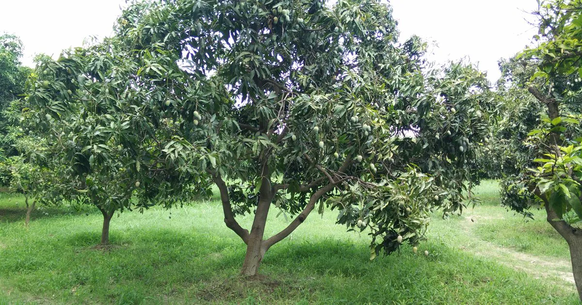 Cây xoài kinh doanh đang mang nhiều trái xanh trong vườn ở Lucknow, Ấn Độ, gốc có bồn đất