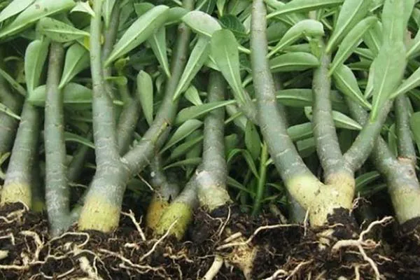 Sử dụng Auxin Alpha cho cành giâm cành chiết là sự lựa chọn thông minh cho cây trồng