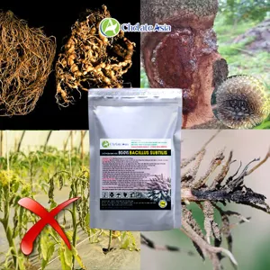 BIO-DVS (Bacillus + streptomyces) chế phẩm sinh học bảo vệ rễ, phòng bệnh, tăng sức đề kháng cho cây trồng