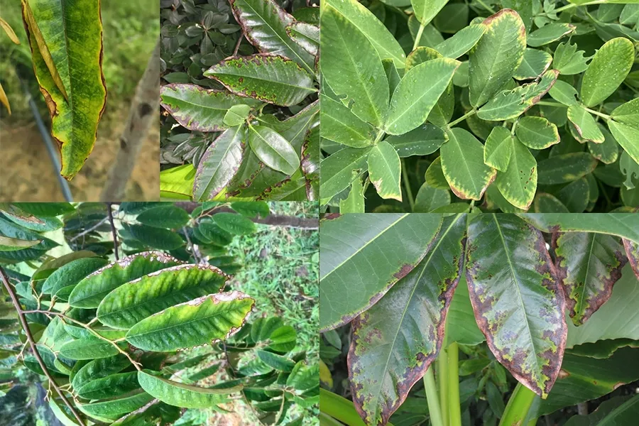 dấu hiệu thiếu bo