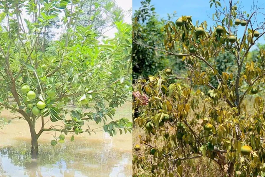 Cây bị ngập - nắng nóng