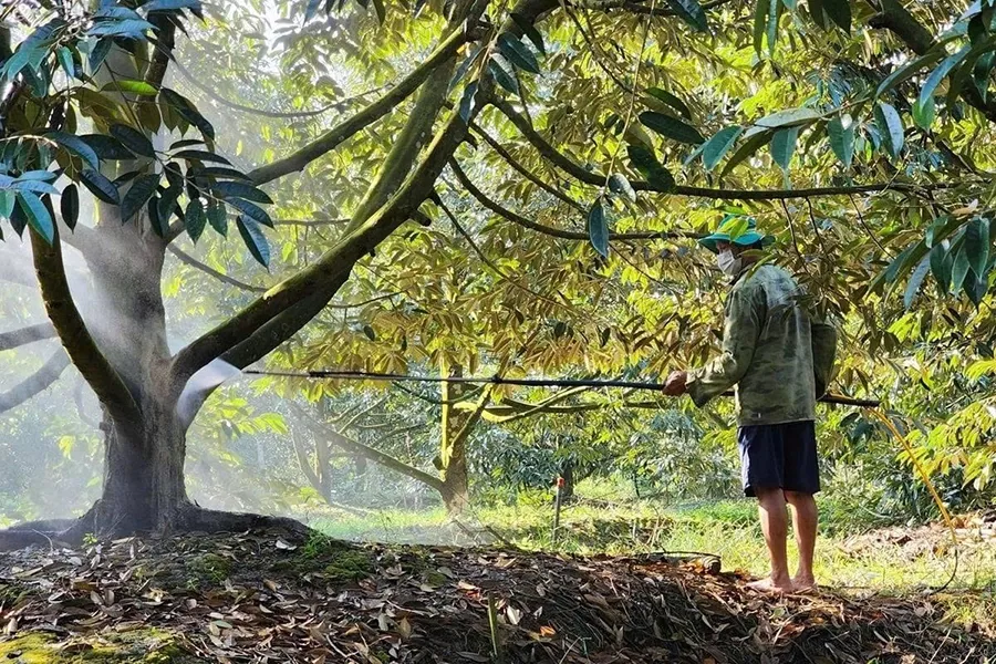 Cơ chế kích rễ