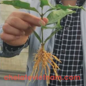 Auxin IBA-K 98% (Auxin 4-Indole 3-Butyric Acid Potassium) Kích thích ra rễ tan trong nước