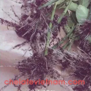 Auxin IBA (Indole-3-butyric acid) Kích thích ra rễ