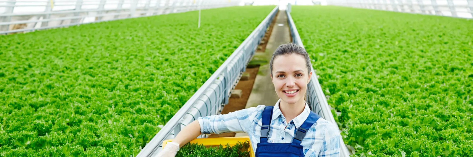 Lá xanh dày, cây khỏe đều cả vườn